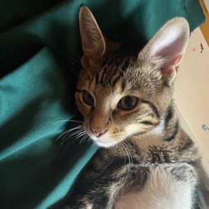 Meet your Posher, Twoof